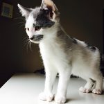 Baypath Foster kitten Selleck