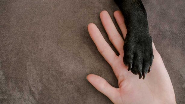 Baypath Humane Society picture of hand holding paw