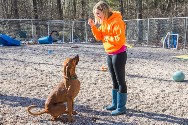 A Baypath dog receiving personalized training
