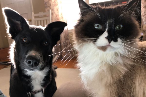a black dog and multi colored cat staring straight at the camera