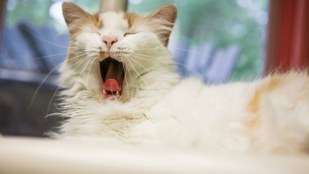 Baypath_Humane_Cat_Yawning