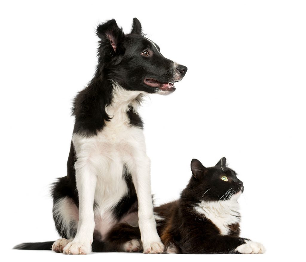 border-collie-puppy-cat-front-white-wall