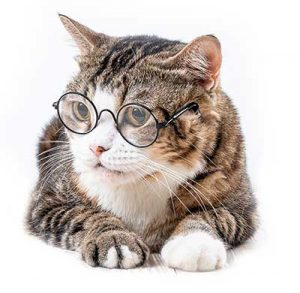 cute-cat-with-glasses-funny-smart-cat