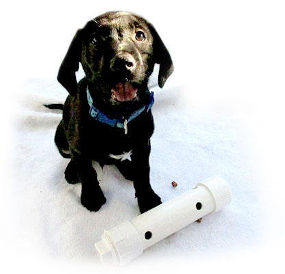 Puppy with Enrichment toy