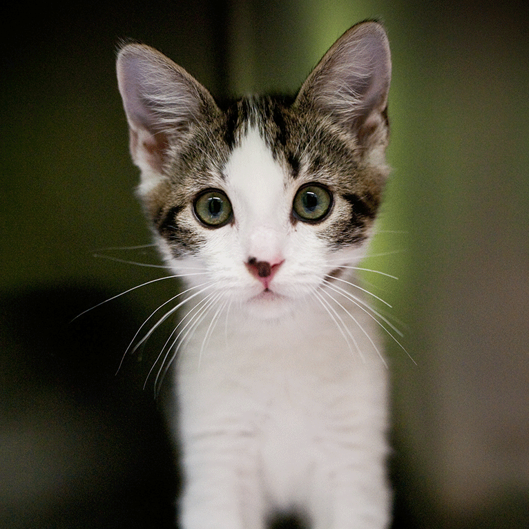 Baypath Humane Society Small kitten