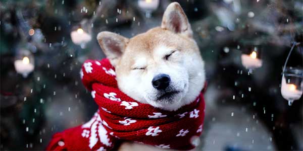 Baypath Humane society dog in snow