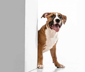 Baypath Humane Society dog standing near box