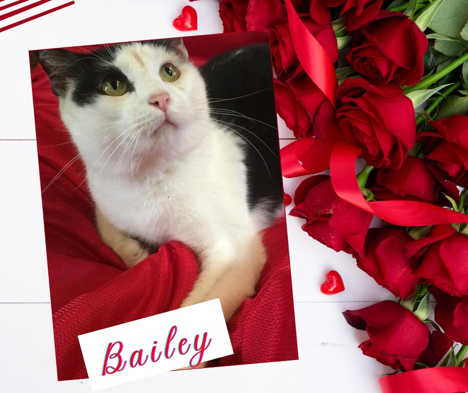 Bailey – Traveled So far to Find Home