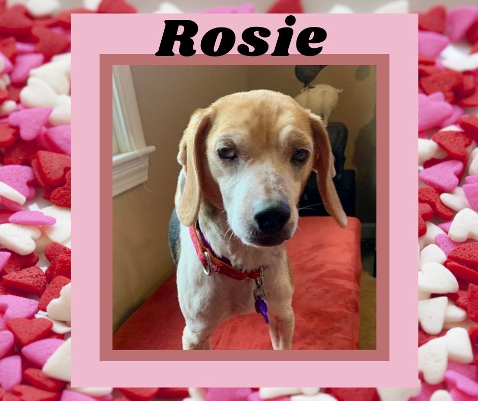 Sad story of surrender has a happy ending for Rosie