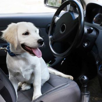 cute labrador retriever dog car