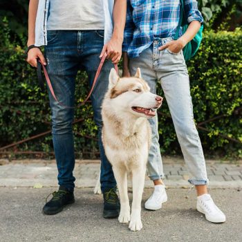 young couple walking with-dog-street-man-woman-happy-together with husky breed