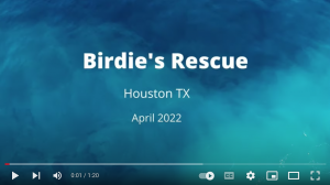 Birdie rescue journey on youtube