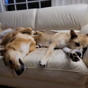 Photo of Benny, an Akita-Mix from Korea, on the couch with a brown dog.