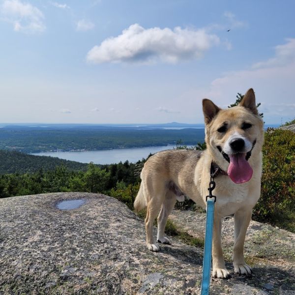 Photo of Benny, an Akita-Mix from Korea, on top of a rock.