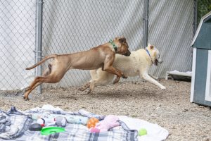 Nelly & Liam - S Korean Meat Market Rescues