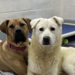 Nelly & Liam - S Korean Meat Market Rescues