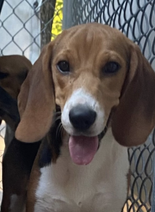 Up close of beagle photo