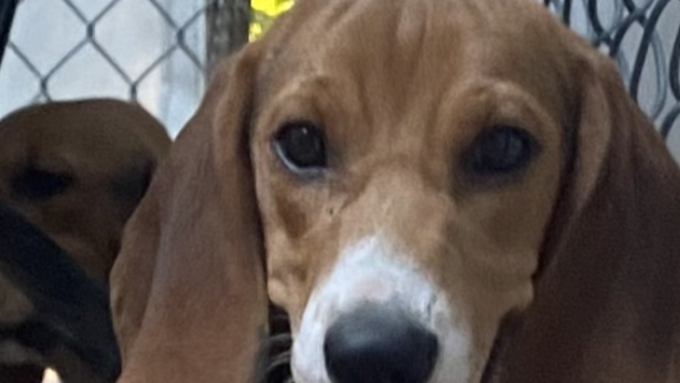 Envigo beagle close up photo