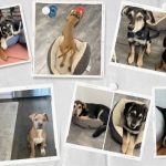 Photo collage of the puppies fostered by the Arvantis Family