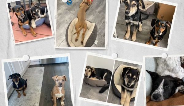 Photo collage of the puppies fostered by the Arvantis Family