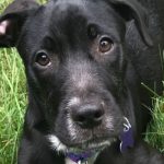 Photo of a black puppy named Ralphie that was fostered by Diana Thorpe