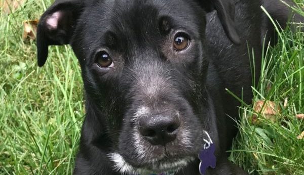Photo of a black puppy named Ralphie that was fostered by Diana Thorpe