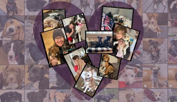 Photo collage of all of Tara's Dahlstrom's fosters