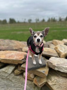 Maggie - Senior Chihuahua standing on rocks