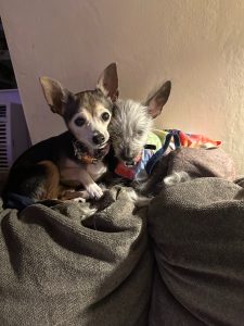 Maggie - Sr. Chihuahua at home with her doggie sibling