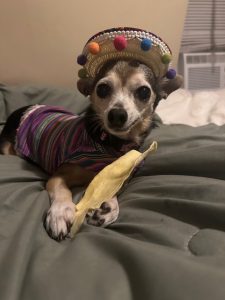 Maggie - Sr. Chihuahua wearing a sombrero