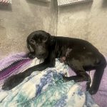 Ally a dog from neglect is adopted and thriving is laying on a blanket.