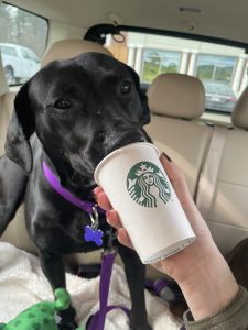 Ally a dog from neglect is adopted and thriving now with a Puppucino.
