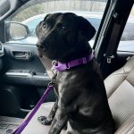 Ally from a neglect case is thriving in a home. Seen here on a car ride.