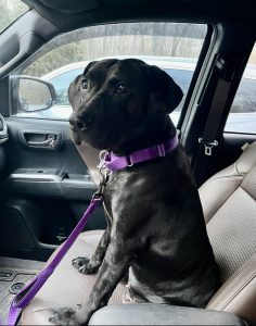Ally from a neglect case is thriving in a home. Seen here on a car ride.