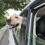 Murray enjoying a car ride