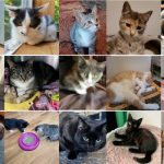 Collage of cats fostered by Sue Caron