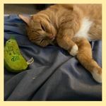 An orange cat named Toyota (later renamed Tonka) sleeping next to a stuffed toy pickle that same "I am a big dill"