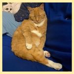 An orange cat sitting upright on a blue couch