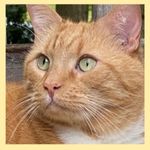 An orange cat named Toyota (later renamed Tonka) photo of his face
