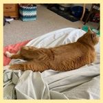 An orange cat named Toyota (later renamed Tonka) "splooting" - back legs outstretched