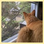 An orange cat named Toyota (later renamed Tonka) sitting in the window watching birds outside