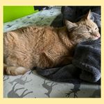 An orange cat named Toyota (later renamed Tonka) while in foster care sleeping on a grey blanket