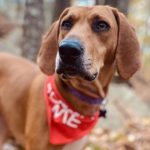 photo of red hound a foster of Amy Frederick