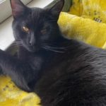 photo of Hayes - a black cat that was fostered by Elizabeth Cassidy