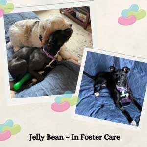 A picture collage of a black dog named Jelly Bean sitting on a couch with a foster sibling.