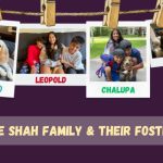 photo collage of foster dogs with the Shah Family