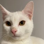 Photo of a white cat named Bulger