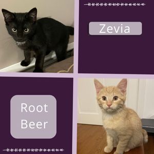 Zevia a black and white cat and Root Beer an orange cat in foster care