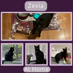 Photo collage of Zevia, a tuxedo cat, at home
