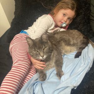 Stray cat named Suitcase renamed Hugo with the family
